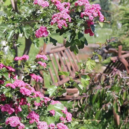 ゲストハウス Pensiunea Gaby